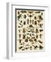 Insects, Including Flies-null-Framed Premium Giclee Print