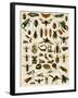 Insects, Including Flies-null-Framed Giclee Print