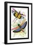 Insects: Locusta Cristata and L. Flava-James Duncan-Framed Art Print