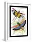 Insects: Locusta Cristata and L. Flava-James Duncan-Framed Art Print