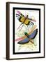 Insects: Locusta Cristata and L. Flava-James Duncan-Framed Art Print