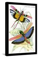 Insects: Locusta Cristata and L. Flava-James Duncan-Stretched Canvas