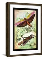 Insects: Locusta Migratoria and Locusta Dux-James Duncan-Framed Art Print