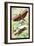 Insects: Locusta Migratoria and Locusta Dux-James Duncan-Framed Art Print