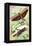 Insects: Locusta Migratoria and Locusta Dux-James Duncan-Framed Stretched Canvas