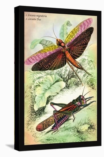 Insects: Locusta Migratoria and Locusta Dux-James Duncan-Stretched Canvas
