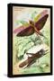 Insects: Locusta Migratoria and Locusta Dux-James Duncan-Stretched Canvas