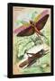 Insects: Locusta Migratoria and Locusta Dux-James Duncan-Framed Stretched Canvas