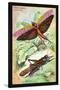 Insects: Locusta Migratoria and Locusta Dux-James Duncan-Stretched Canvas