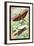 Insects: Locusta Migratoria and Locusta Dux-James Duncan-Framed Art Print