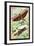 Insects: Locusta Migratoria and Locusta Dux-James Duncan-Framed Art Print