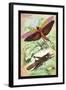 Insects: Locusta Migratoria and Locusta Dux-James Duncan-Framed Art Print