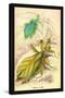 Insects: Phyllium Siccifolia-James Duncan-Stretched Canvas