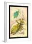 Insects: Phyllium Siccifolia-James Duncan-Framed Art Print