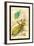 Insects: Phyllium Siccifolia-James Duncan-Framed Art Print