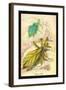 Insects: Phyllium Siccifolia-James Duncan-Framed Art Print