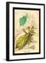 Insects: Phyllium Siccifolia-James Duncan-Framed Art Print