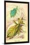 Insects: Phyllium Siccifolia-James Duncan-Mounted Art Print