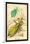 Insects: Phyllium Siccifolia-James Duncan-Framed Art Print