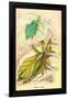 Insects: Phyllium Siccifolia-James Duncan-Framed Art Print