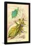 Insects: Phyllium Siccifolia-James Duncan-Framed Stretched Canvas
