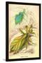 Insects: Phyllium Siccifolia-James Duncan-Stretched Canvas