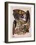 Insects, Plate 11-null-Framed Giclee Print