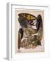 Insects, Plate 11-null-Framed Giclee Print