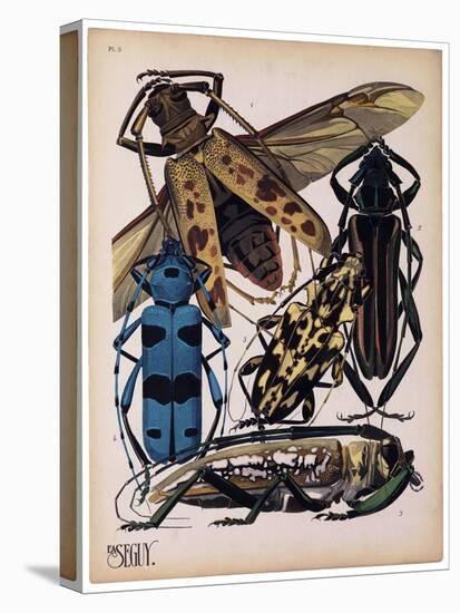 Insects, Plate 13-null-Stretched Canvas