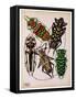 Insects, Plate 14-null-Framed Stretched Canvas