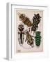 Insects, Plate 14-null-Framed Giclee Print