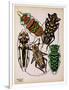 Insects, Plate 14-null-Framed Giclee Print