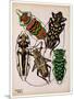 Insects, Plate 14-null-Mounted Giclee Print