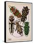 Insects, Plate 14-null-Framed Stretched Canvas