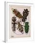 Insects, Plate 14-null-Framed Giclee Print