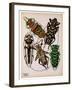 Insects, Plate 14-null-Framed Giclee Print