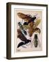 Insects, Plate 15-null-Framed Giclee Print