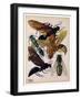 Insects, Plate 15-null-Framed Giclee Print