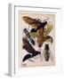 Insects, Plate 15-null-Framed Giclee Print