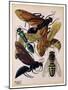 Insects, Plate 15-null-Mounted Giclee Print