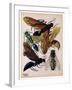 Insects, Plate 15-null-Framed Giclee Print