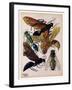 Insects, Plate 15-null-Framed Giclee Print