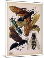 Insects, Plate 15-null-Mounted Giclee Print