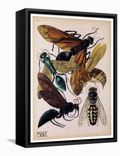 Insects, Plate 15-null-Framed Stretched Canvas