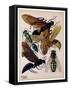 Insects, Plate 15-null-Framed Stretched Canvas