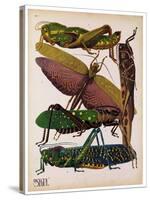 Insects, Plate 16-null-Stretched Canvas