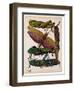 Insects, Plate 16-null-Framed Giclee Print