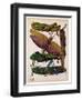 Insects, Plate 16-null-Framed Giclee Print