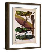 Insects, Plate 16-null-Framed Giclee Print