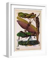 Insects, Plate 16-null-Framed Giclee Print